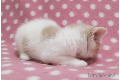 成約済の愛知県のスコティッシュフォールド-86127の2枚目